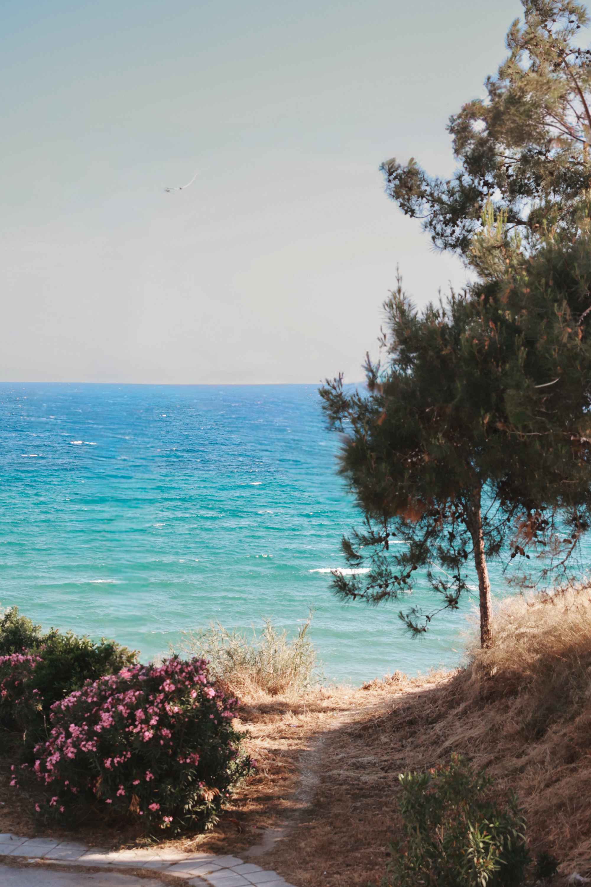 Pine path to the sea